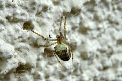 Metellina (mengei-segmentata)
